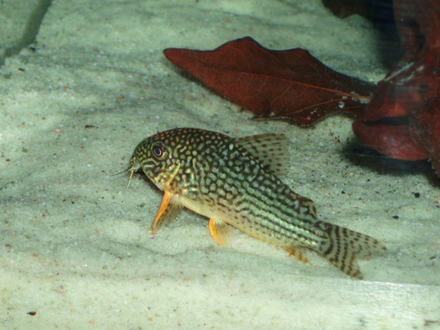 P1010081.JPG