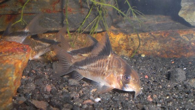 cories1.jpg