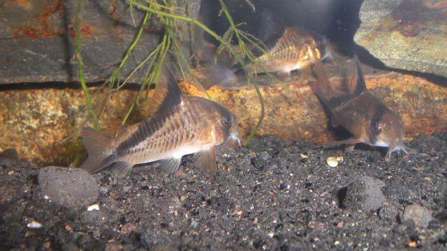 cories2.jpg