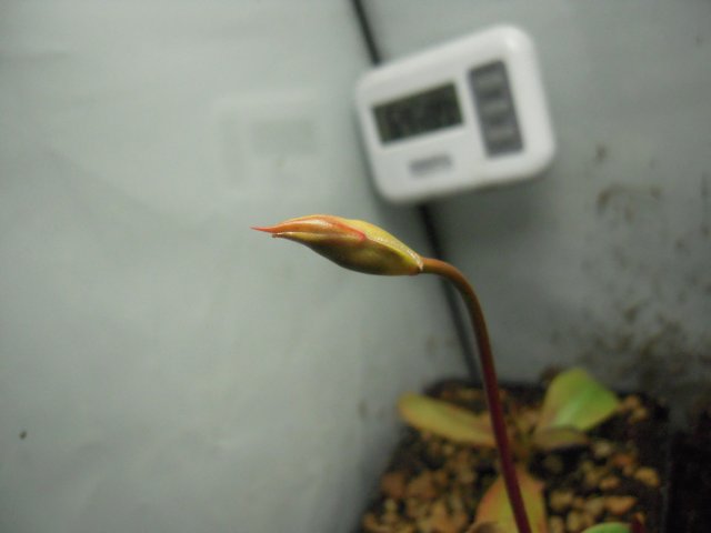 flower pop.JPG