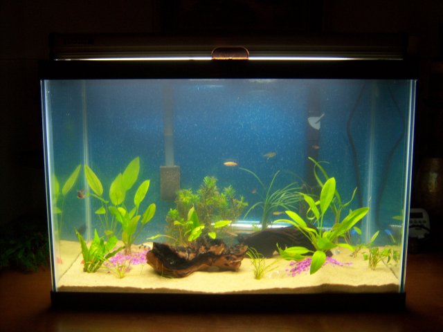 fish tank 089.JPG