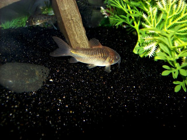 100_2919.JPG