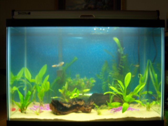 tank 2 005.JPG