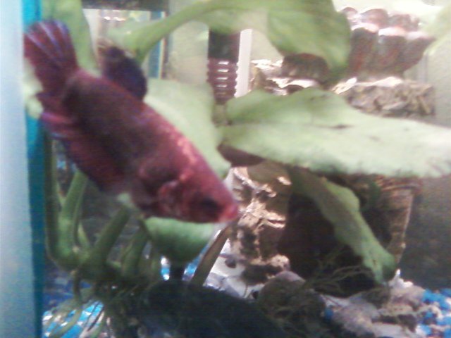 betta.jpg betta.jpg