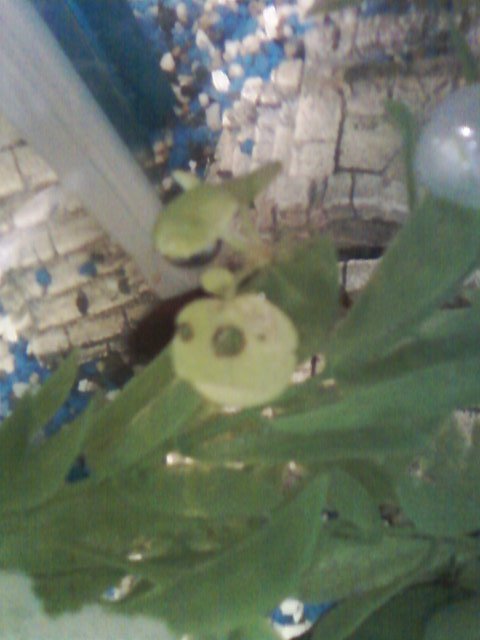 frogbit.jpg frogbit.jpg