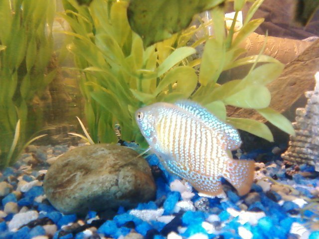 gourami.jpg gourami.jpg