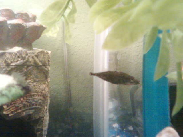 stickleback.jpg stickleback.jpg