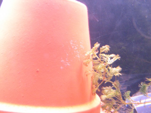 009.JPG