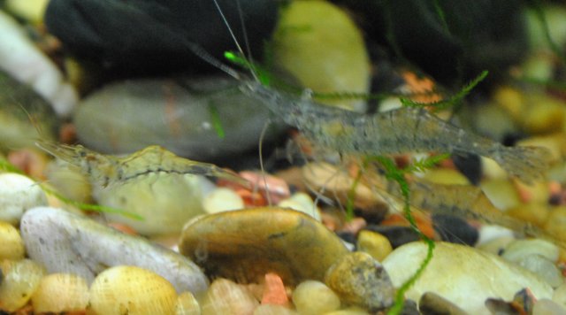 ghostshrimpid2.JPG