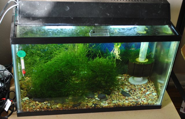 ghostshrimptank.JPG