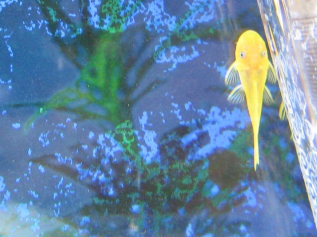plecos1.2.2011 001.jpg