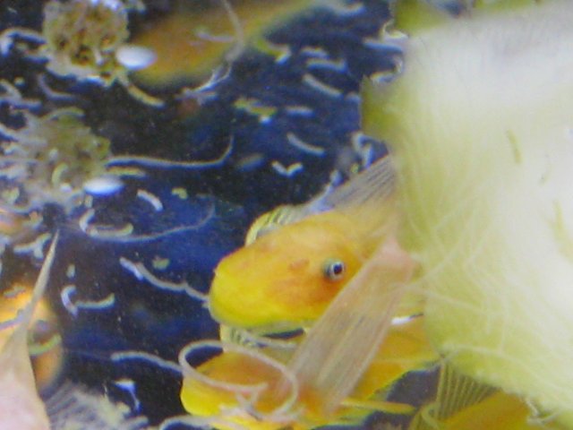 plecos1.2.2011 020.jpg