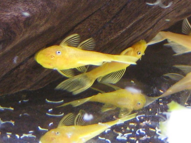 plecos1.2.2011 031.jpg