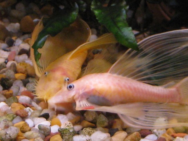 plecos1.2.2011 078.jpg