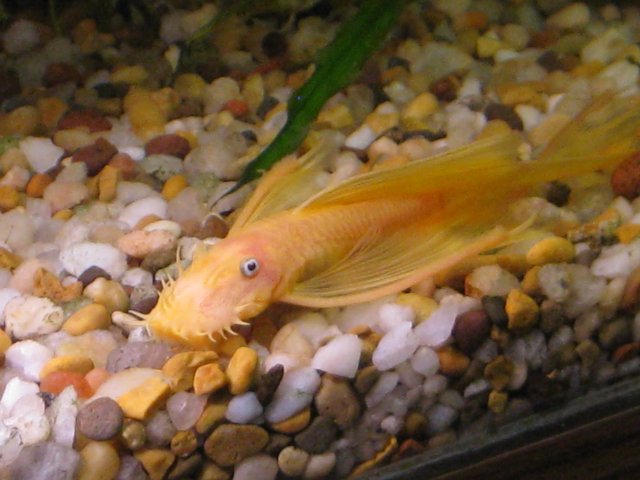 plecos1.2.2011 093.jpg