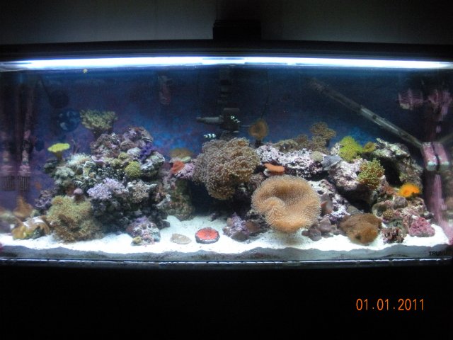 2011-0101 - Tank 01.JPG