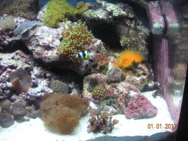 2011-0101 - Tank 03.JPG