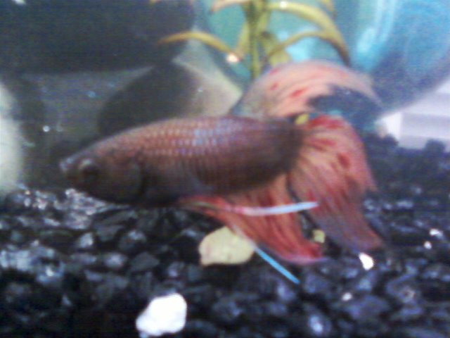 betta1.jpg