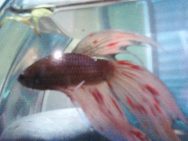 betta2.jpg