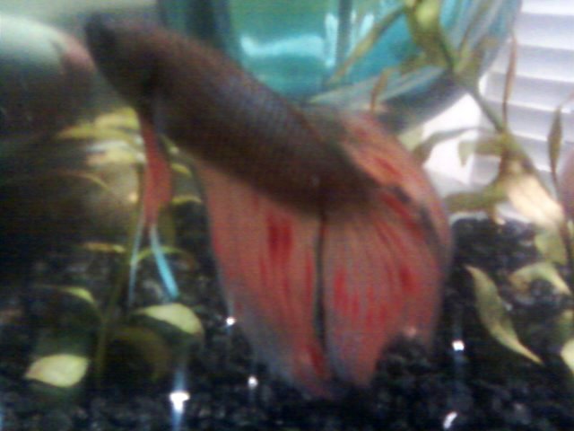 betta3.jpg