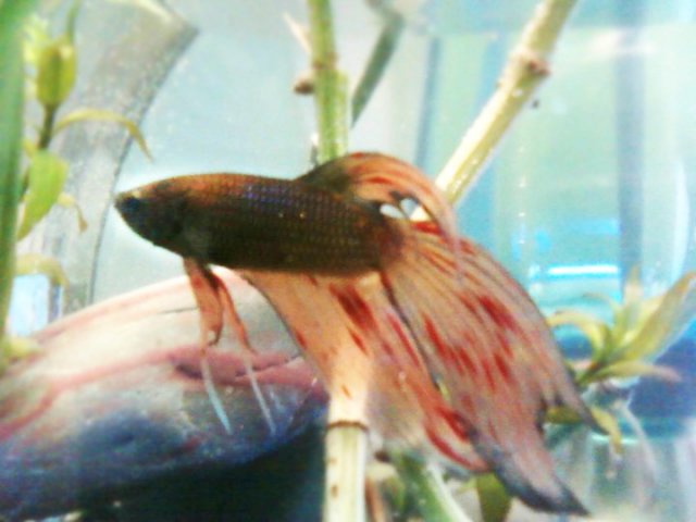 betta_stems.jpg