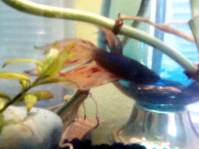 betta_stems2.jpg