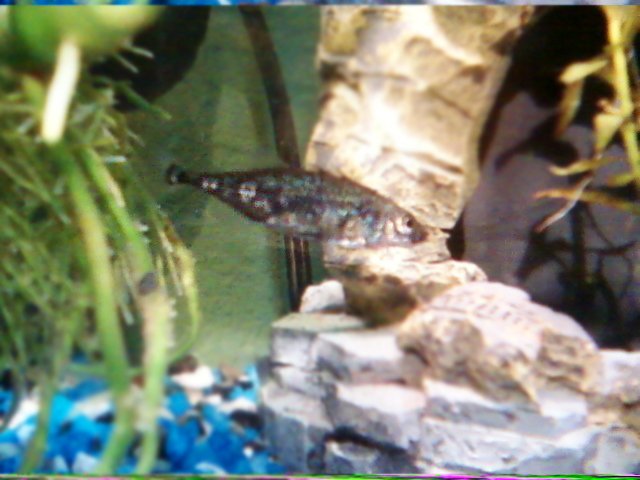stickleback.jpg