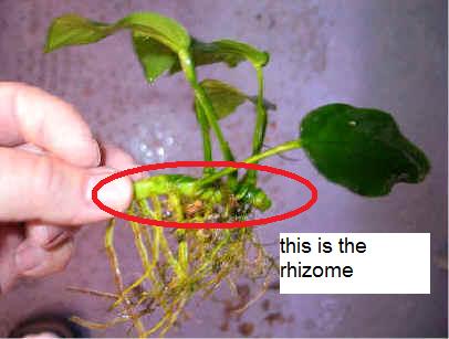Plant217.jpg