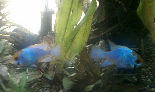 electric blue rams.jpg electric blue rams.jpg