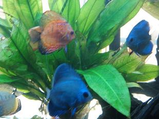 small discus.jpg small discus.jpg