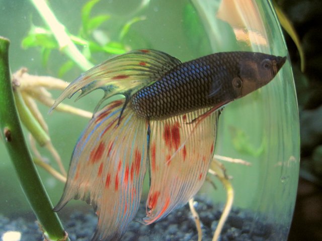 bowl_betta.jpg