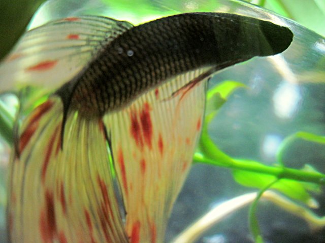 bowl_betta2.jpg