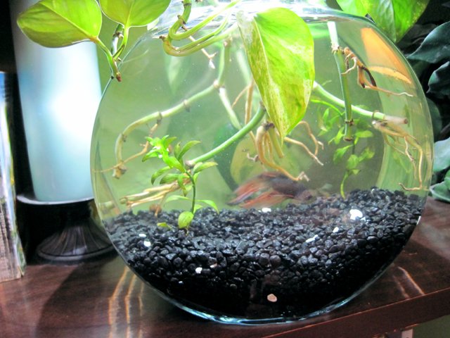 bowl_full2.jpg