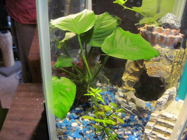 hex_anubias.jpg