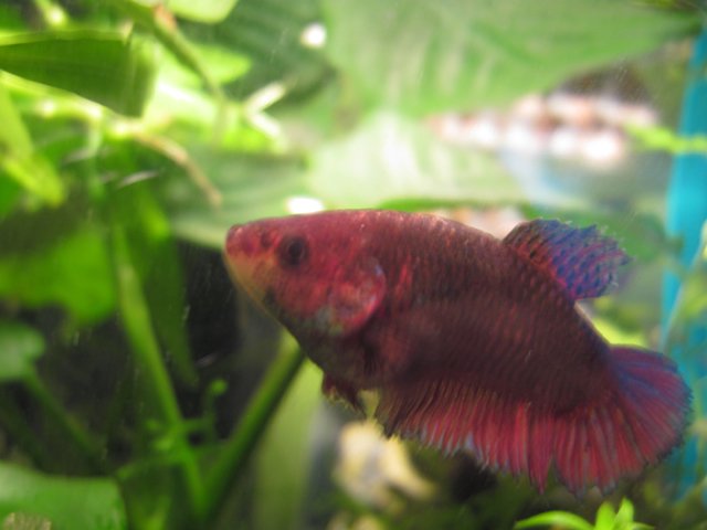 hex_betta1.jpg