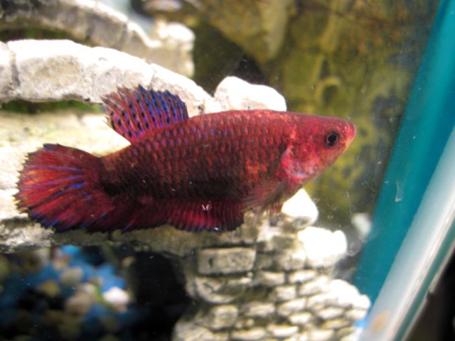hex_betta2.jpg