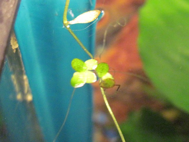 hex_duckweed1.jpg