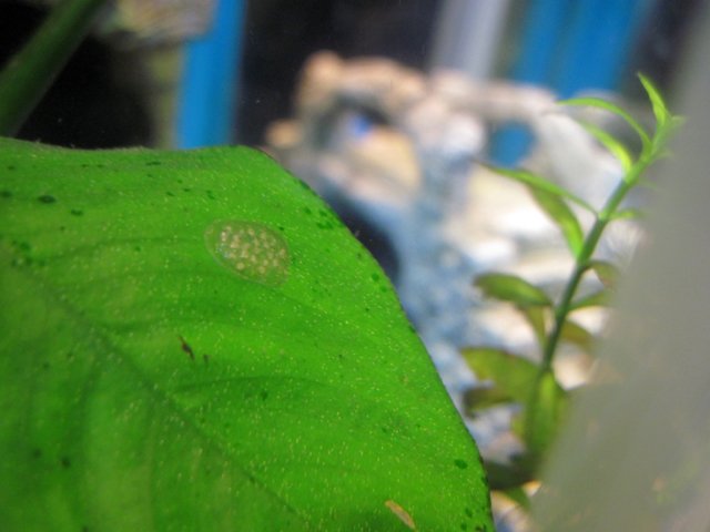 hex_eggs2.jpg