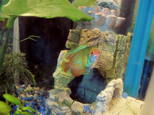 hex_gourami.jpg