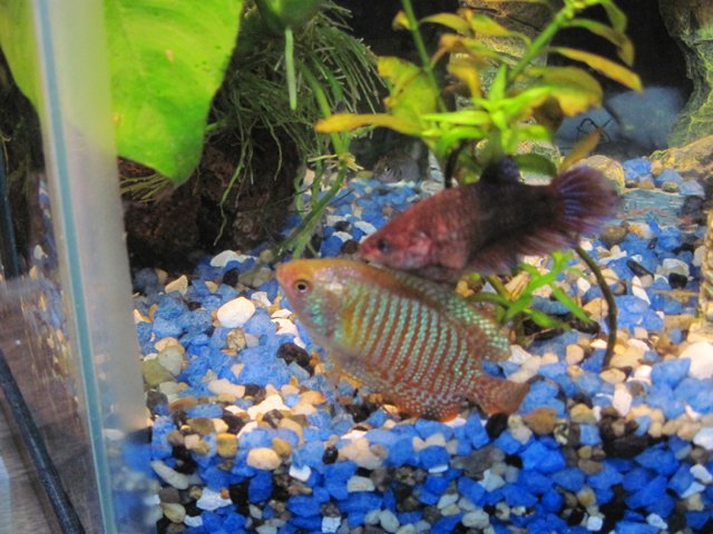 hex_gourami2.jpg