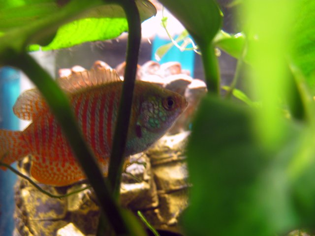 hex_gourami1.jpg
