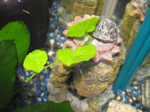 hex_pennywort1.jpg