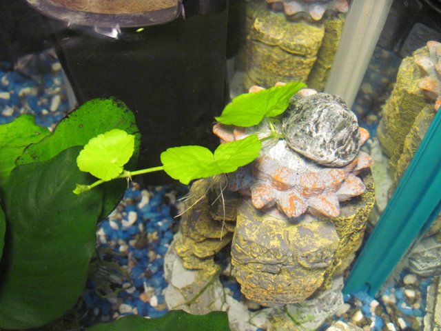hex_pennywort2.jpg