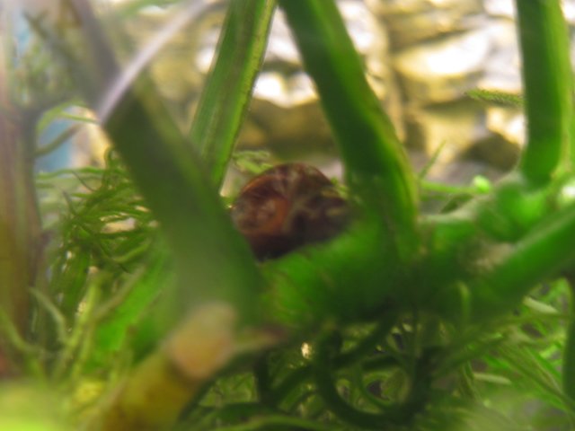 hex_snail1.jpg