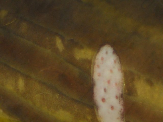 DSCN0142.JPG