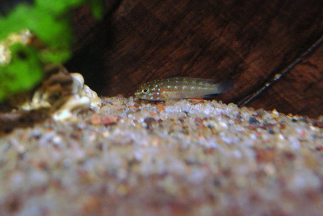 goby (2).JPG goby (2).JPG