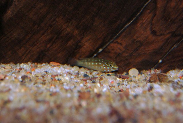 goby (3).JPG goby (3).JPG