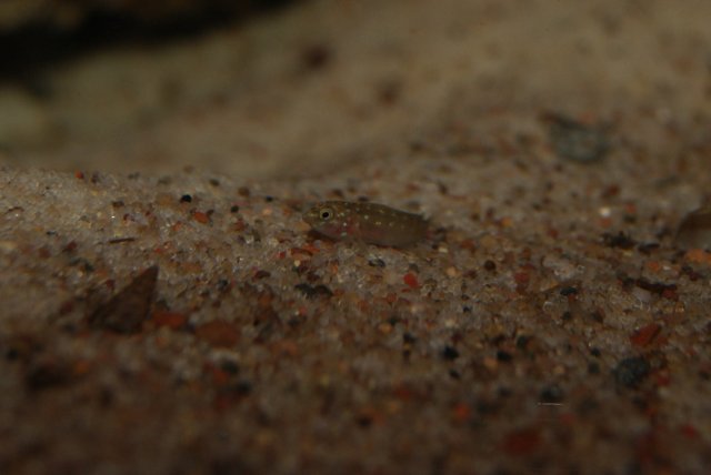 goby (4).JPG goby (4).JPG