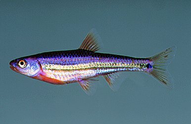 fish4.jpg