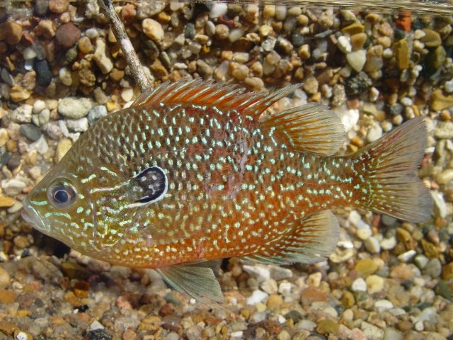 2006_dollar_sunfish.jpg